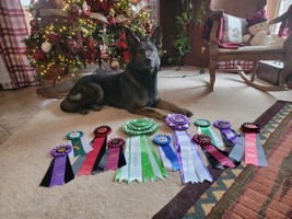 badger ribbons